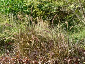 African Fountain Grass Photo: Dinesh Valke