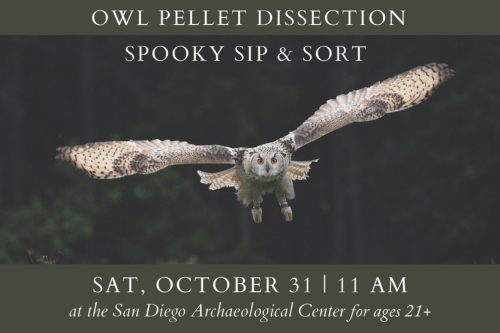 Zooarchaeology Owl Pellet Dissection Workshop at San Diego Archaeological Center